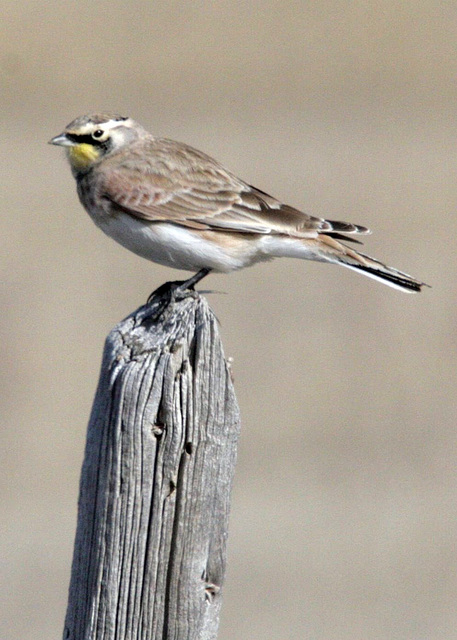 Horned Lark