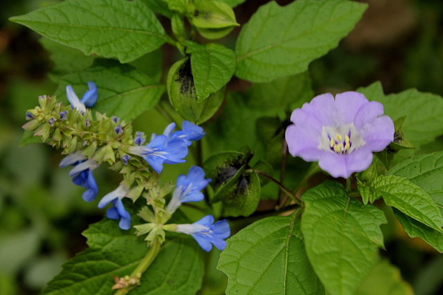 Salvia uliginosa et Nicandra