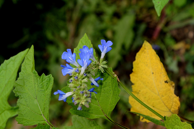 Salvia uliginosa