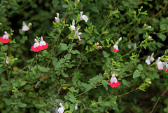 Salvia microphylla 'Hot Lips '