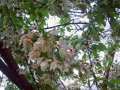 cherry blossoms 005
