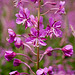 Rosebay willowherb