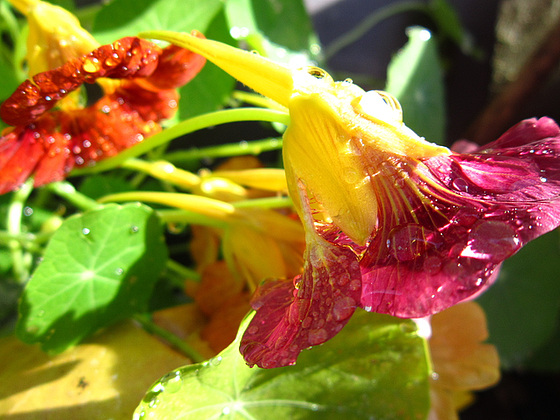 veins on a flower