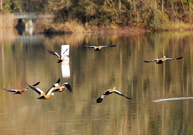 Nilgänse