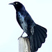 Great-Tailed Grackle