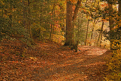 The Dappled Path