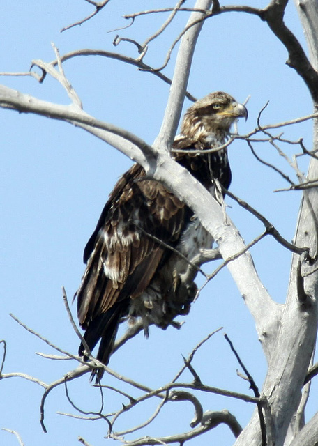 3rd Year Bald Eagle