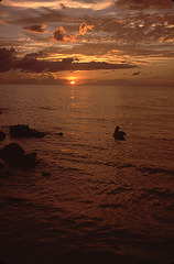 Sanibel pelican in the water