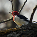 Red-Headed Woodpecker