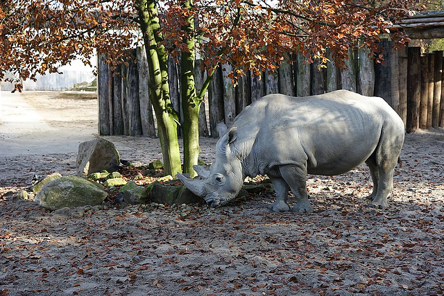 Zoo Münster
