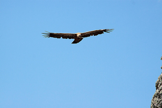 20120518 0326RAw [E] Gänsegeier, Monfragüe