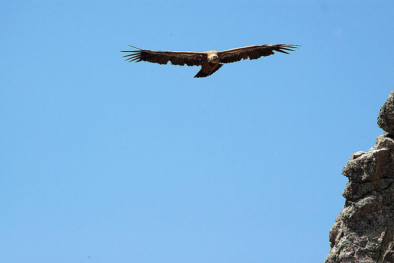 20120518 0327RAw [E] Gänsegeier, Monfragüe