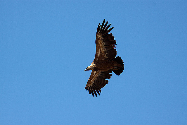 20120518 0331RAw [E] Gänsegeier, Monfragüe