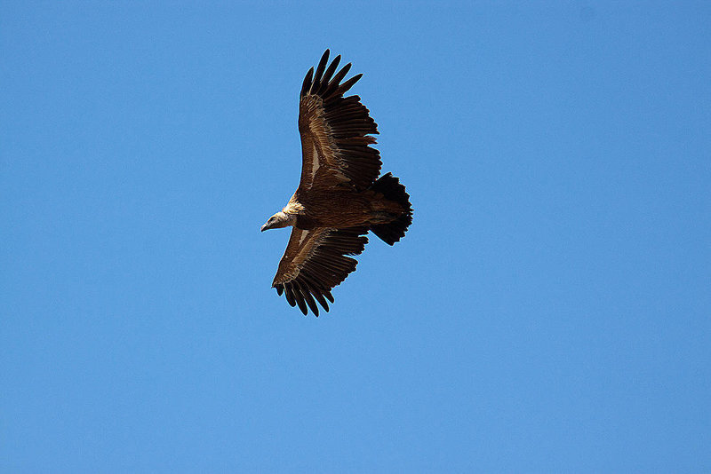 20120518 0332RAw [E] Gänsegeier, Monfragüe