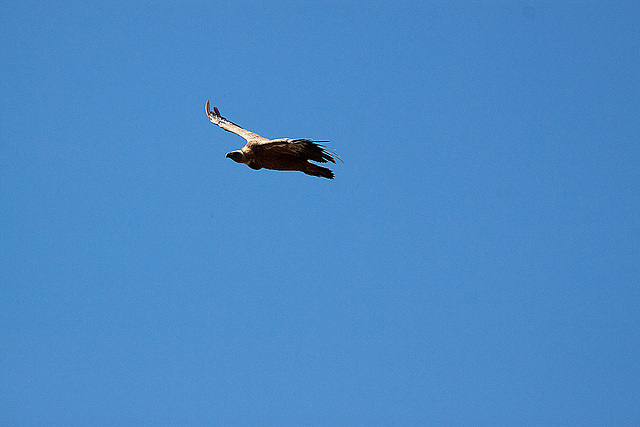 20120518 0333RAw [E] Gänsegeier, Monfragüe