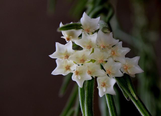 Hoya linearis