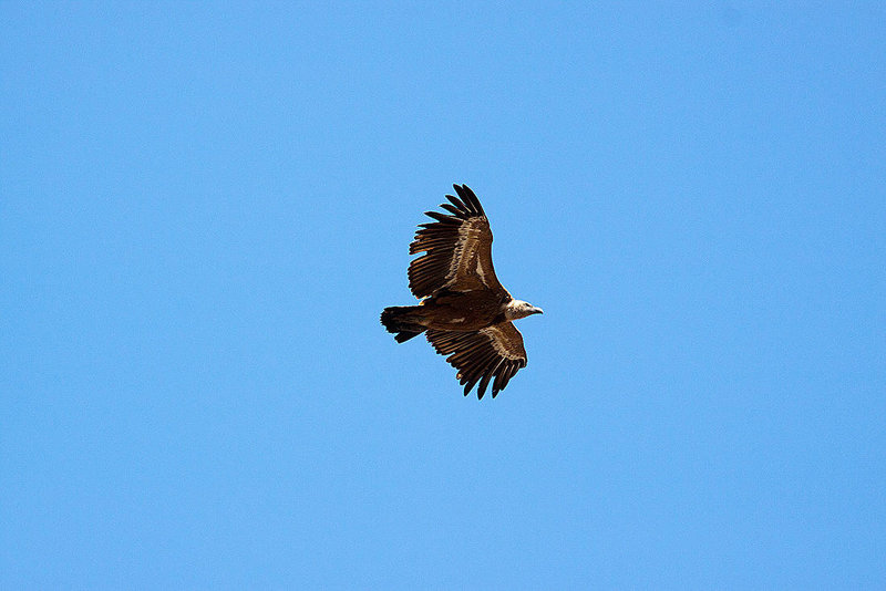 20120518 0337RAw [E] Gänsegeier (Gyps fulvus), Monfragüe, Parque Natural, Extremadura