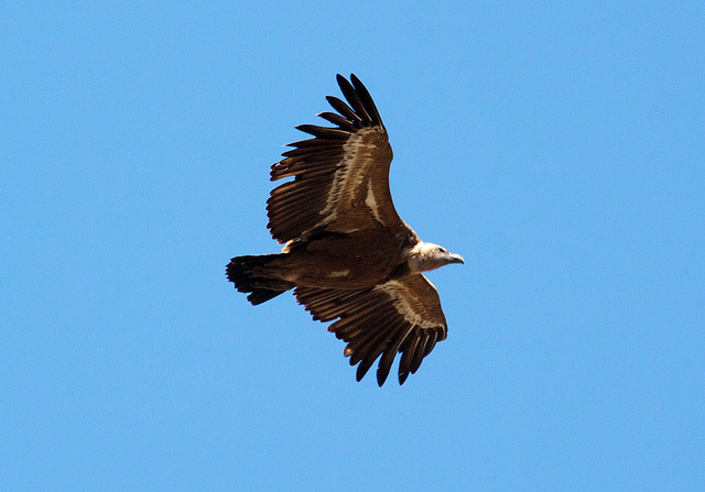 20120518 0338RAw [E] Gänsegeier, Monfragüe