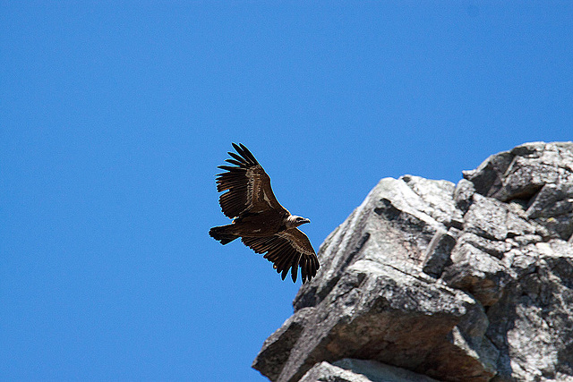 20120518 0339RAw [E] Gänsegeier, Monfragüe