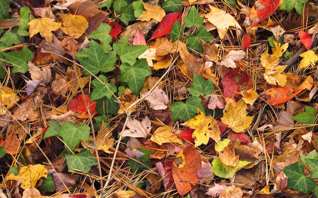 Forest Floor Mosaic