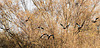 Nilgänse