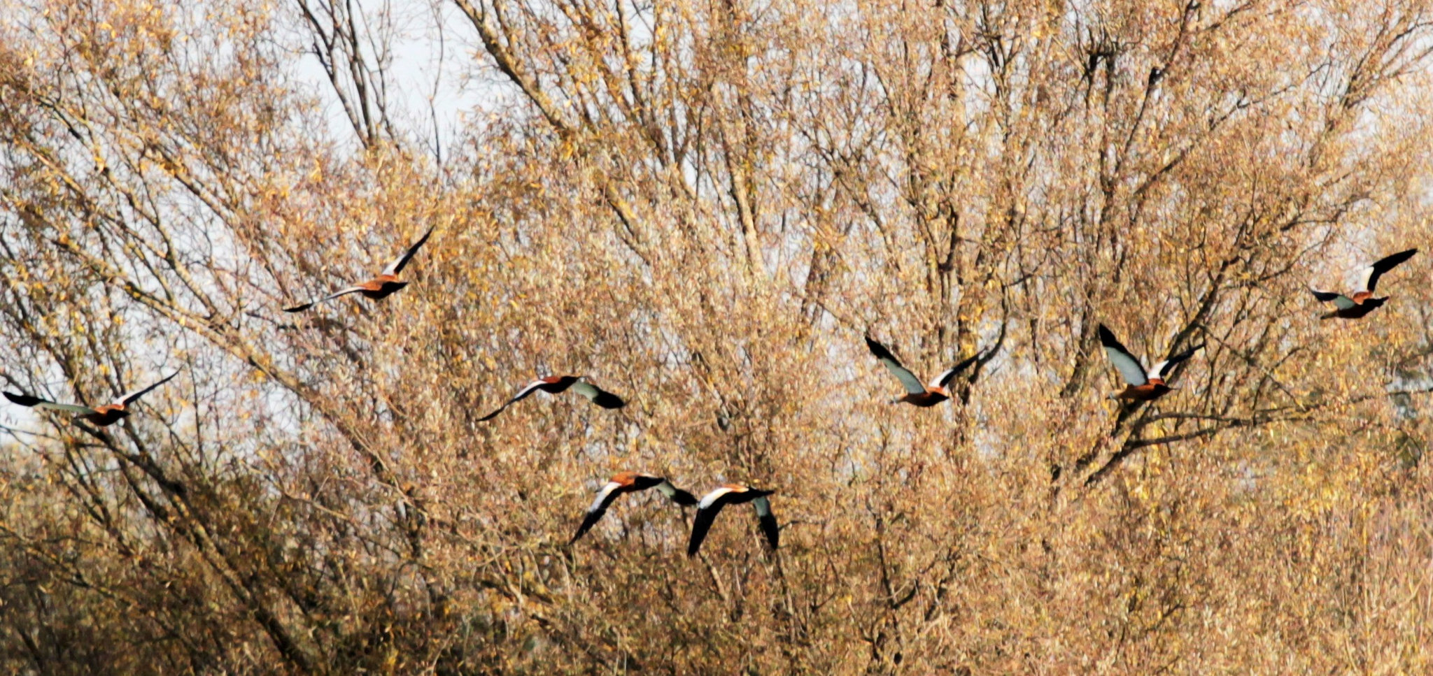 Nilgänse