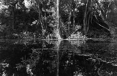 pond trees