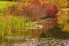 Monet Visits Greenbelt