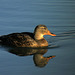 Female Mallard