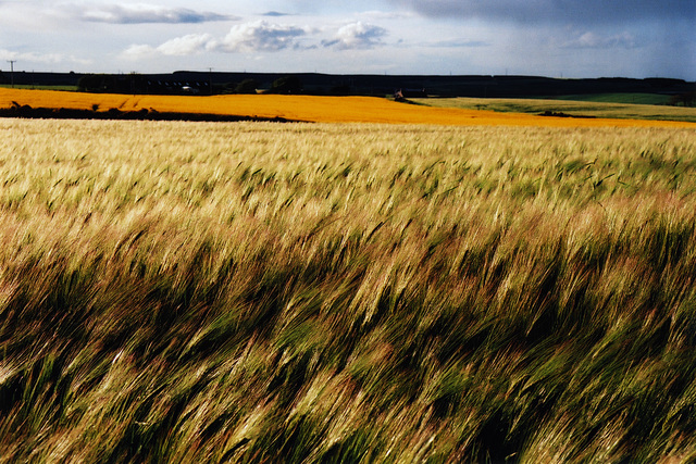 barley storm