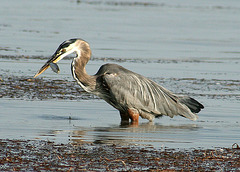 Great Blue Heron