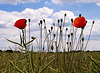 Poppies in an oilseed rape field, Hertfordshire