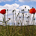 Poppies in an oilseed rape field, Hertfordshire