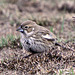 Lark Bunting