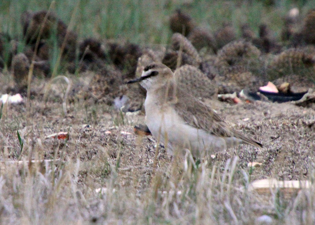 Mountain Plover