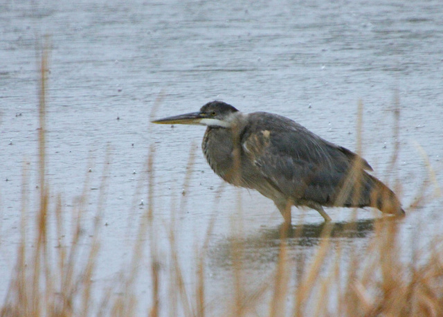 Miserable Blue Heron