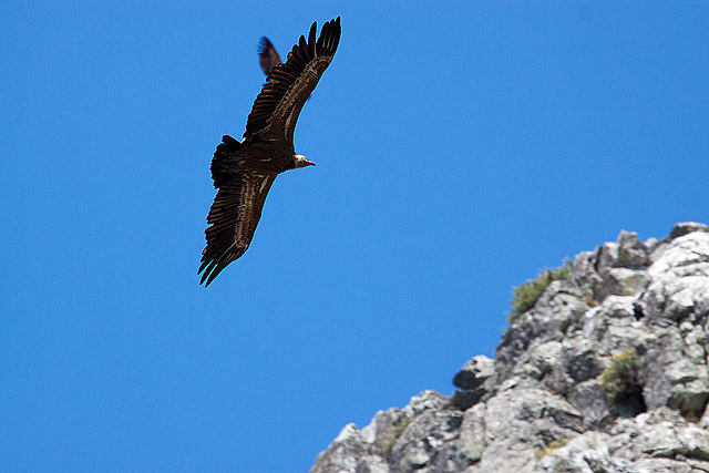 20120518 0342RAw [E] Gänsegeier, Monfragüe