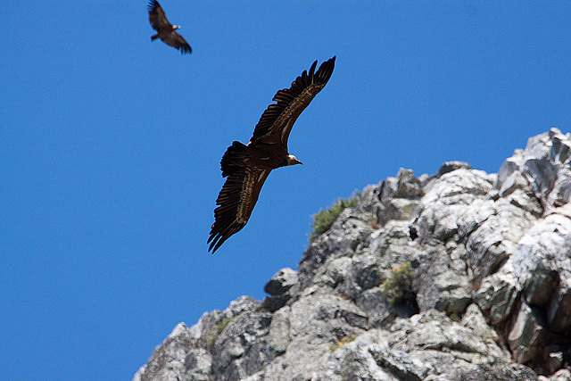 20120518 0343RAw [E] Gänsegeier, Monfragüe