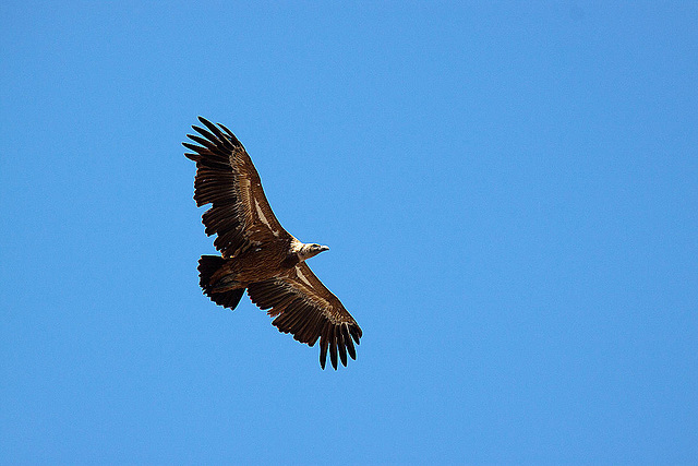 20120518 0347RAw [E] Gänsegeier (Gyps fulvus), Monfragüe, Parque Natural, Extremadura