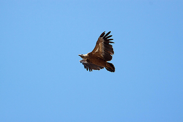 20120518 0352RAw [E] Gänsegeier, Monfragüe