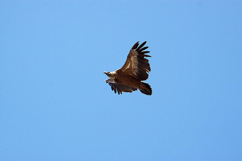 20120518 0352RAw [E] Gänsegeier, Monfragüe