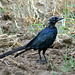 Molting Great-Tailed Grackle