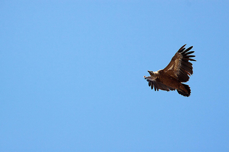 20120518 0355RAw [E] Gänsegeier (Gyps fulvus), Monfragüe, Parque Natural, Extremadura