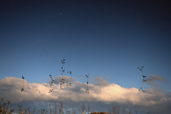 cloud weed