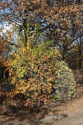 Zoo Münster