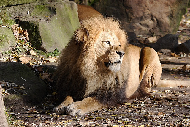 Zoo Münster