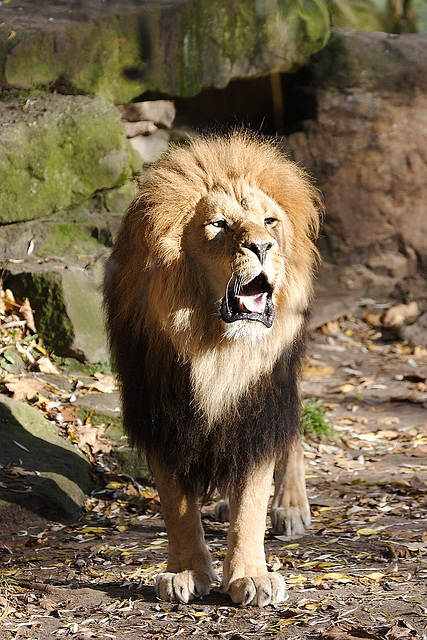 Zoo Münster