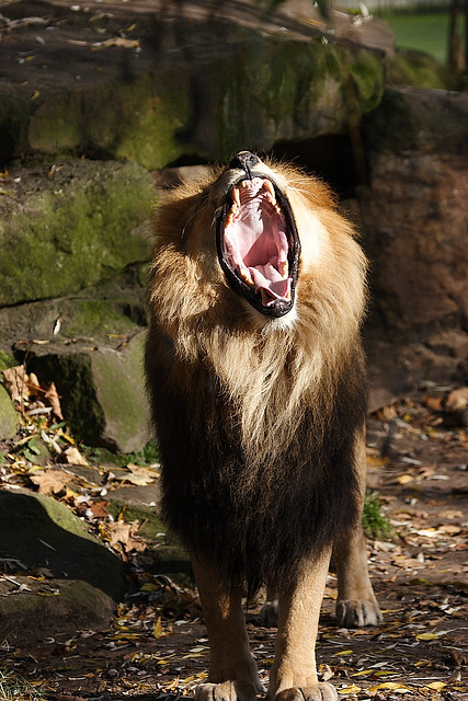 Zoo Münster