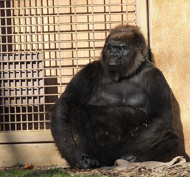 Zoo Münster