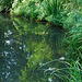 Pond, Wandsworth Common